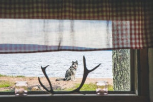 Nome-koira Kitkajärven hiekkarannalla istumassa