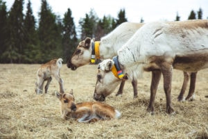 Poron vasa makaa heinillä aikuiset porot vieressä