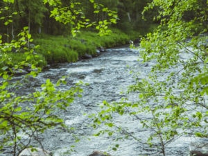 Kuusinkijoki ja vihreitä puita