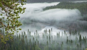 Usvainen metsämaisema kuvattuna korkealta
