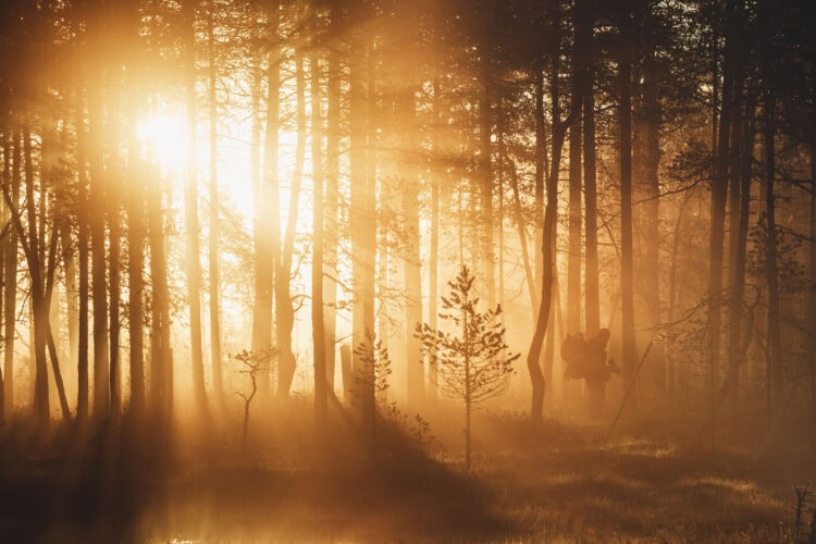 Valokuvaaja metsässä aamuauringon valossa